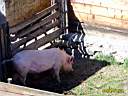 Porc.JPG